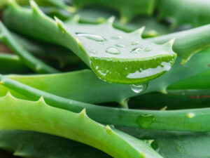 Amla aloe vera juice