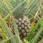 Pineapple leaves